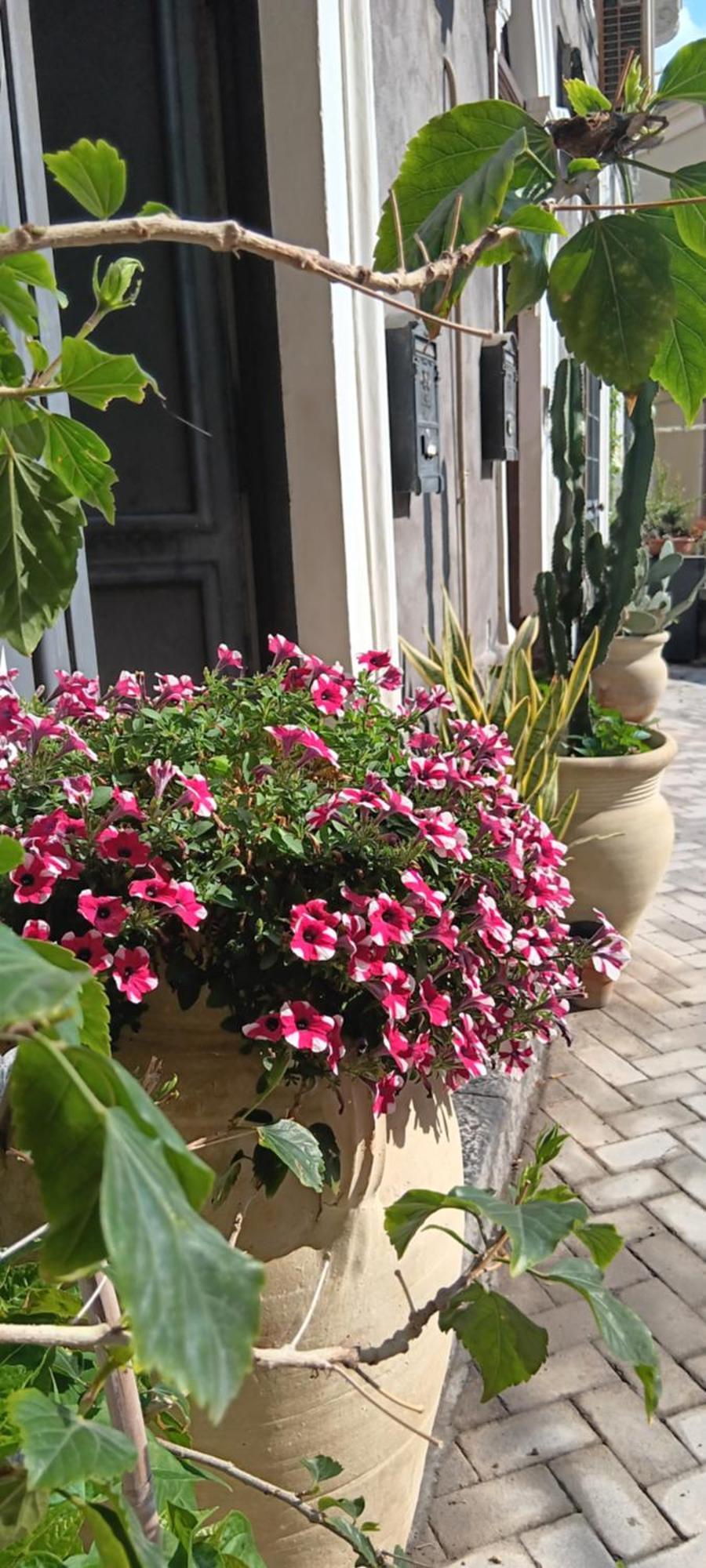 קטאניה Elvira Home מראה חיצוני תמונה